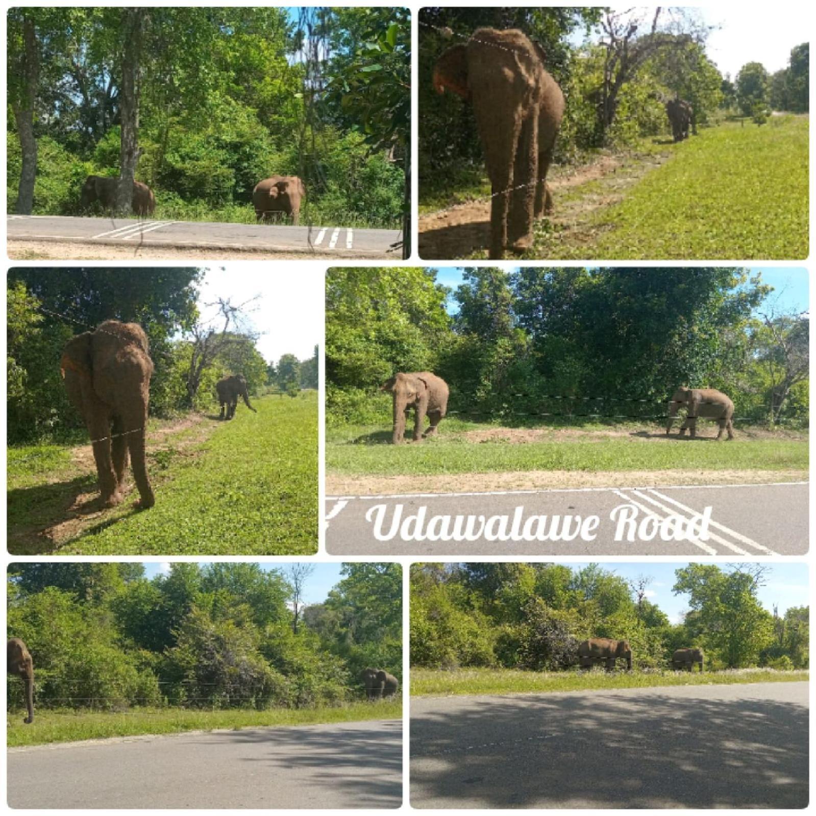 Peacock Villa Resort Udawalawe Bilik gambar