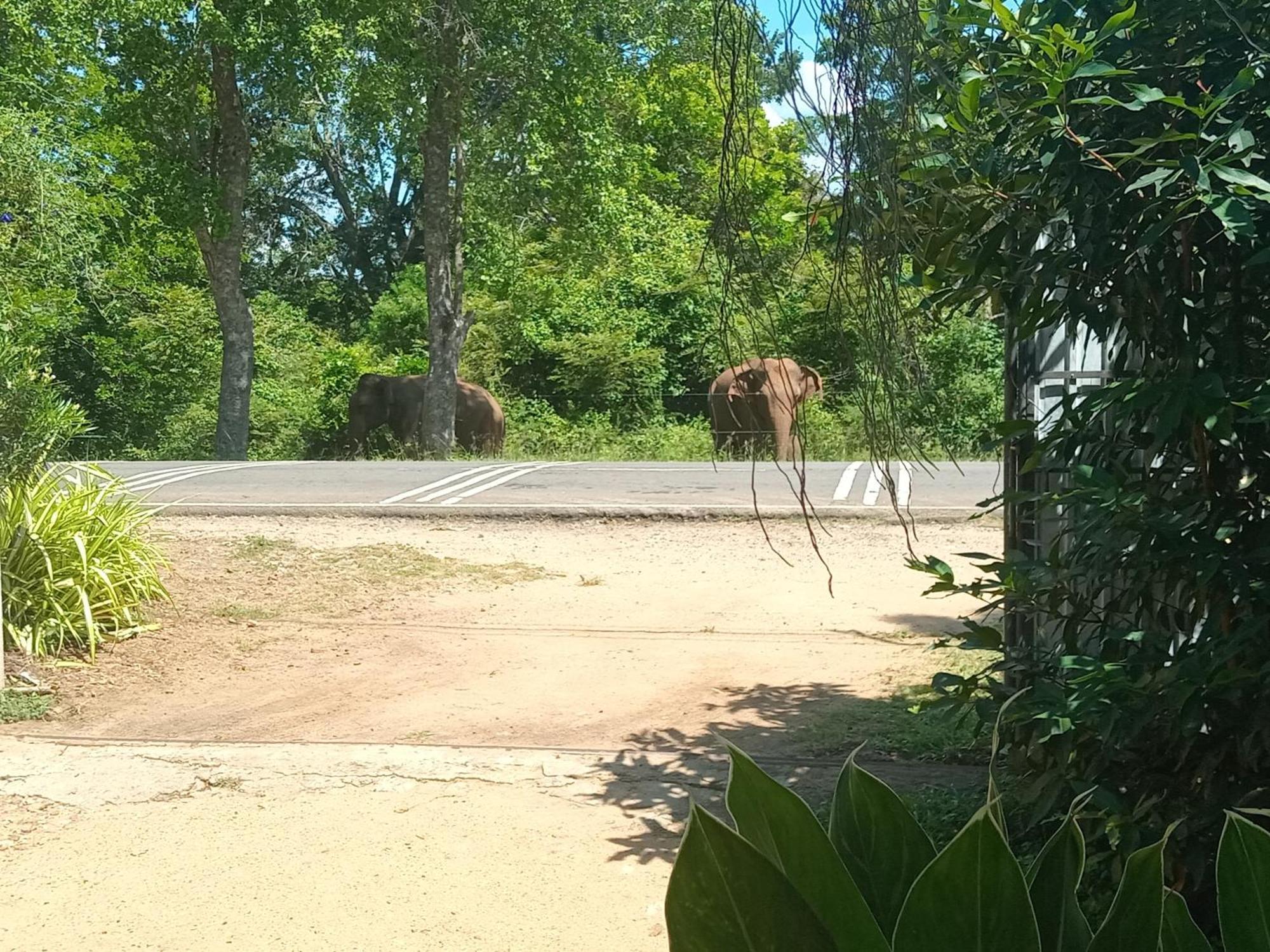 Peacock Villa Resort Udawalawe Bilik gambar